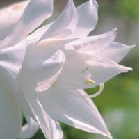 Hosta plantaginea Venus