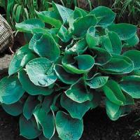 Hosta Abiqua Drinking Gourd
