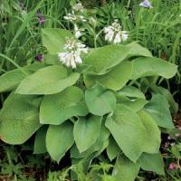 Hosta Big Mama