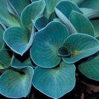 Hosta Blue Mouse Ears