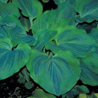 Hosta Dark Shadows