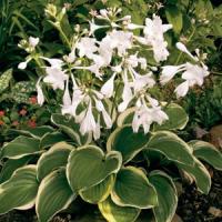 Hosta plantaginea Diana Remembered