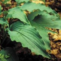 Hosta Neptune