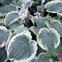 Hosta Northern Exposure