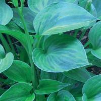 Hosta Pamela Lee