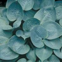 Hosta Prairie Sky