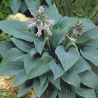 Hosta Halcyon