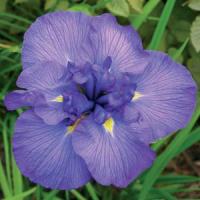 Iris ensata Azure