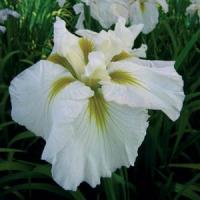 Iris ensata Gold Bound