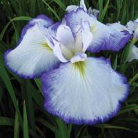 Iris ensata Hoshi Akari