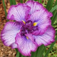 Iris ensata Jocasta