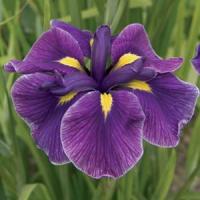 Iris ensata Katy Mendez