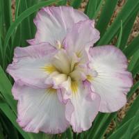 Iris ensata Lady In Waiting
