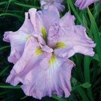 Iris ensata Rakko No Utage