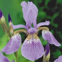 Iris sibirica Caeser's Brother