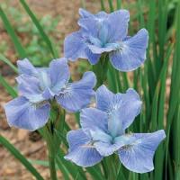 Iris sibirica Dear Delight