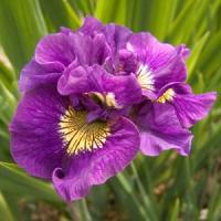 Iris sibirica Double Standard