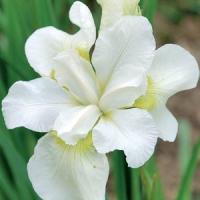 Iris sibirica Gulls Wing