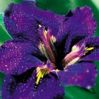 Iris Louisiana Black Gamecock
