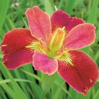 Iris Louisiana Bold Pretender