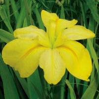 Iris Louisiana Laura Louise