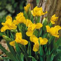 Iris Brassie
