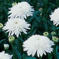 Leucanthemum Ice Star