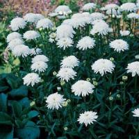 Leucanthemum Ice Star