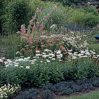 Leucanthemum Ice Star
