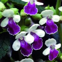 Melittis melisophyllum Royal Velvet Distinction