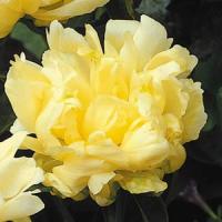 Paeonia lactiflora Gold Mine