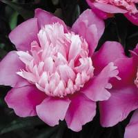 Paeonia lactiflora Pink Cameo