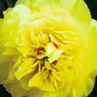 Paeonia intersectional Bartzella