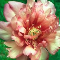 Paeonia intersectional Julia Rose