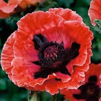 Papaver orientale Baby Kiss