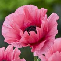 Papaver orientale Burning Heart