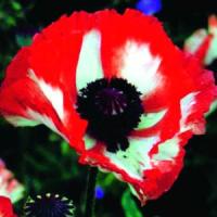 Papaver orientale Flamenco