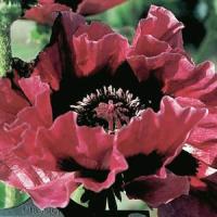 Papaver orientale Harlem