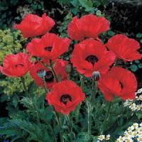 Papaver orientale Mandarin