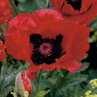 Papaver orientale Matador