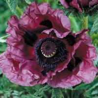 Papaver orientale Patty's Plum