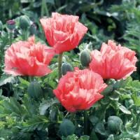 Papaver orientale Pink Pearl