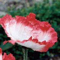 Papaver orientale Place Pigalle