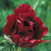 Papaver orientale Royal Chocolate Distinction