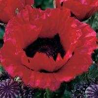 Papaver orientale Scarlet O'Hara