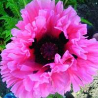 Papaver orientale Ruffled Patty