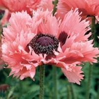 Papaver orientale Pink Ruffles