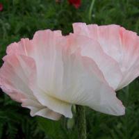 Papaver Orientale Shasta