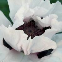 Papaver orientale Snow Goose