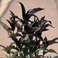 Penstemon digitalis Husker Red